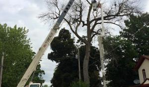 Clift Tree Services