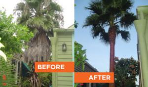 Lookin' Good Treeman Service