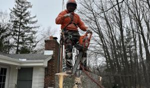 Razor sharp Tree Service & lawn care