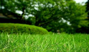 ANOTHER HAND Lawn & Ranch Services