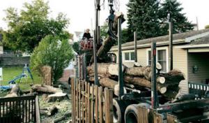 American Arbor Pro Tree Preservation & Removal Service