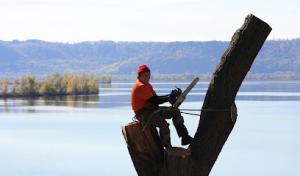 Professional Tree Care