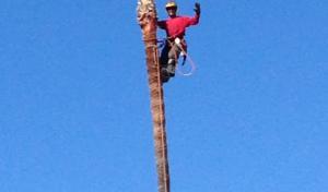Arbor Task Tree Service San Diego