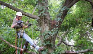 Green Leaves Tree Service