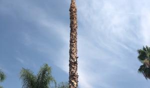 Menifee Tree Service