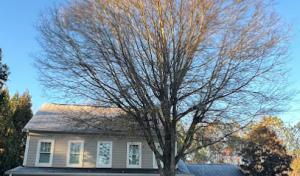 Georgia Tree Masters