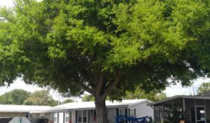 HomeTeam Lawn & Landscape