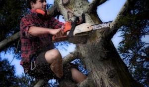 Tree Service Surprise