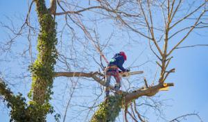Westwood Tree Service