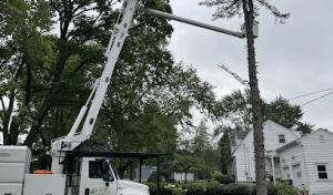 Cny Tree & Excavation