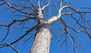 Arborpro Tree Service