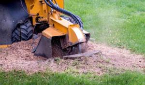 Westbrook Tree Trimming Lubbock