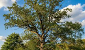 Battinelli Tree Removal Services