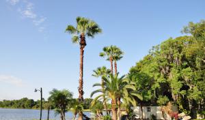 Napoleon Tree Service