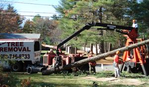 South Shore Tree Removal