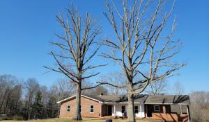 ProWood Tree Service