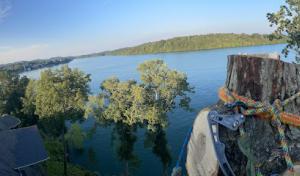 Settle Tree Services