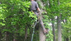 A.C. Tree Care