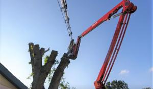 Forester Tree Service