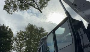 Material Processors Tree Removal Services