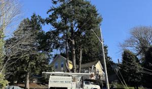 A-1 Safety Tree Service