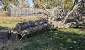 Shepherds Tree Service - Tree Removal, Professional Tree Trimming Service