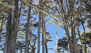 NorthBay Tree Service