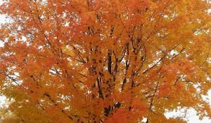 Wilson's Tree Services