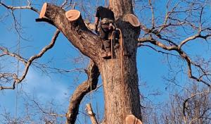 David's Tree Professionals