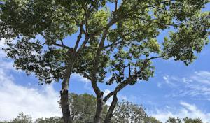 Gonzalez's Tree Service