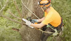 Tree Service Specialists of Roseville