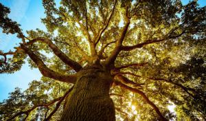 A Better Tree Service