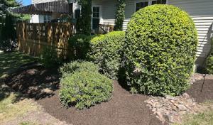 AJ Tree Expert & landscape