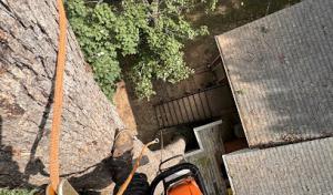 Monkey's Tree Service