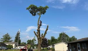 Broken Limb Tree Service
