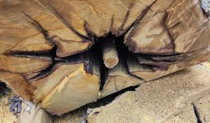 Mattison Tree Removal