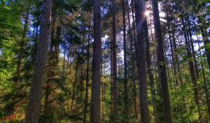 Rammer's Outdoor Property Service