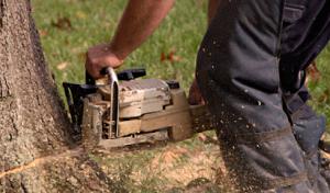 Aardvark Tree Service