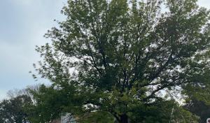 The Watta Tree Service