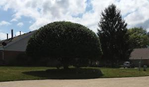 Huffman Tree Company