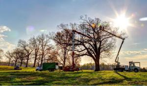 Big O Tree & Lawn Service