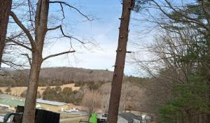 Meadows Tree Service