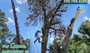 Whitehouse Gardens Tree Service