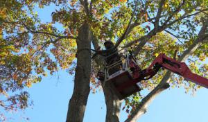 Classic City Arborists