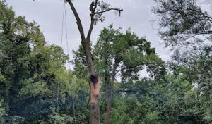 Tree Masters Tree Service