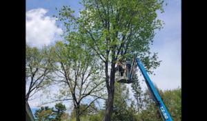 Two Dogs Tree Service