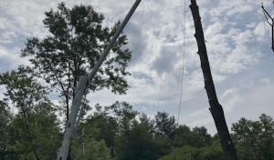 Clear Cut Tree Service