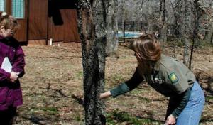 North Texas Tree Specialists