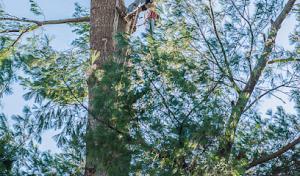 Northshore Tree Services