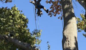 Tactical Tree Operations